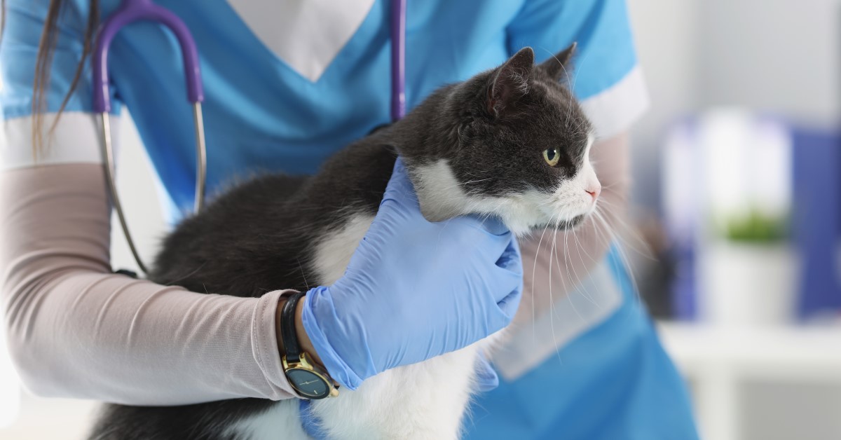 Veterinary Care: Choosing the Right Vet to Meet Your Pet's Needs